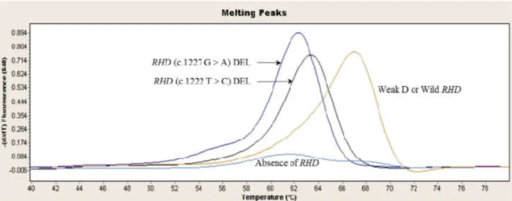 Figure 2. Differentiation of RHD (c.1222T&gt;C) DEL, RHD (c.1227G&gt;A) DEL, weak  D and RHD absence by melting curve analysis
