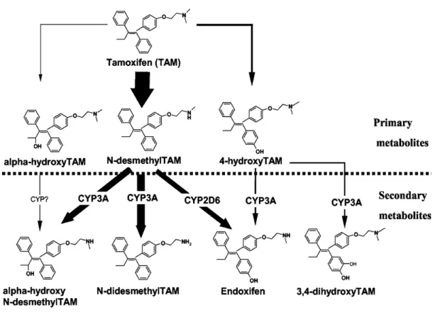 Figure  2.  Proposed  in  vitro  biotransformation  pathways  of  tamoxifen  to  its  secondary  metabolites  and  the  P450  isoforms  involved