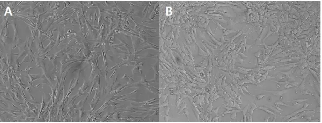 Figure 1. Photographs of cell growth in fourth passage. Morphology of (A) canine fetal  fibroblasts (cFFs) and (B) adipose tissue-derived  mesenchymal stem cells (cASCs)  (magnification 100x)