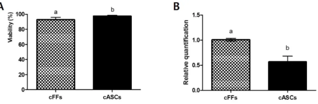 Figure  4. Cellular viability of cFFs  and cASCs. (A) Average viability of cFFs  and  cASCs; (B) Expression profiles of BAX/BCL2 in cFFs  and cASCs