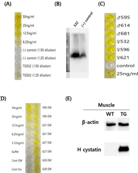 Figure 8. Expression of human cystatin-C in transgenic chickens 