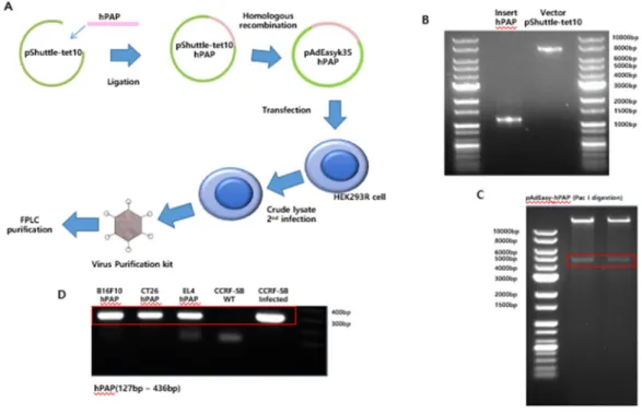 Figure  1.  Human  prostatic  acid  phosphatase를 발현하는 adenovirus  제작