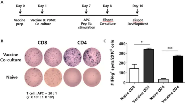 Figure 6.  백신에 의해 유발되는 human T cell  면역 반응