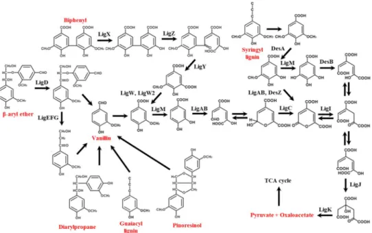 Figure  2.4.1 Catabolic  pathways  for  the  degradation  of  lignin-derived  aromatic  compounds by Sphingobium sp