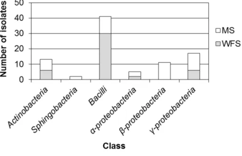 Figure  4.3.2 Taxonomic  distribution  of  isolates  between  5  dry  mountain  soil  samples (MS) and 3 wet soil samples (WFS: wetland and mudflat soil samples).