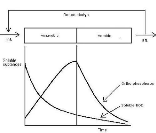 Fig.  2.  Schematic  of  biological  phosphorus  removal  reactor.   