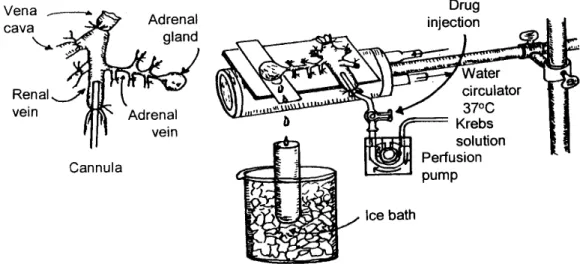 Fig.  1. Schematic  drawing  of  the  preparation  used  to  study the  CA secretion  in  the  isolated perfused rat adrenal gland.