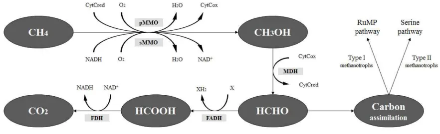 FIg.  2.  Pathways  for  the  oxidation  of  methane  and  assimilation  of  formaldehyde  in  methanotrophic  bacteria.