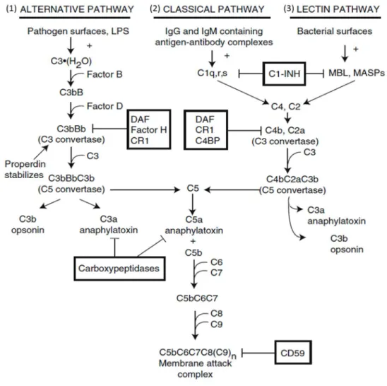 Figure 1. The three different pathways of complement activation
