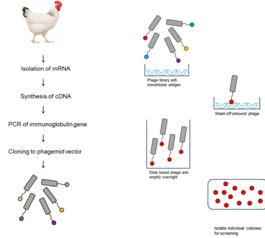 Figure 2. Overall process of antibody generation from construction of  antibody library to selection of antibody clones