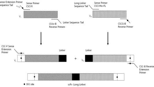 Figure 3. Construction of chicken scFv libraries (long linker)