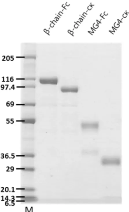 Figure 4. Expression of the recombinant mouse C5 β-chain and MG4 Fc/cκ  fusion protein