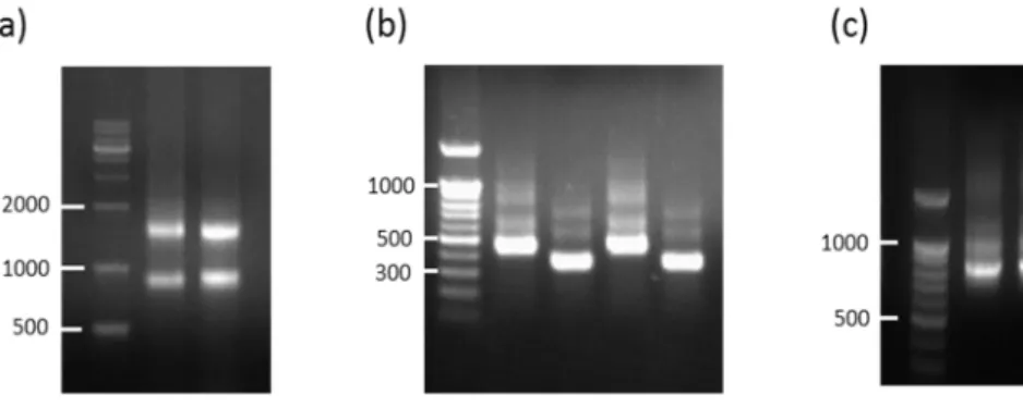 Figure 6. Construction of scFv libraries by overlap PCR