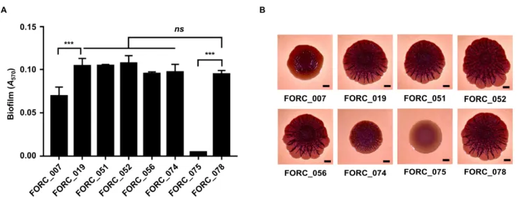 Figure II-3. Distinct biofilm formation and colony morphology of FORC_075. (A) Biofilms of the S