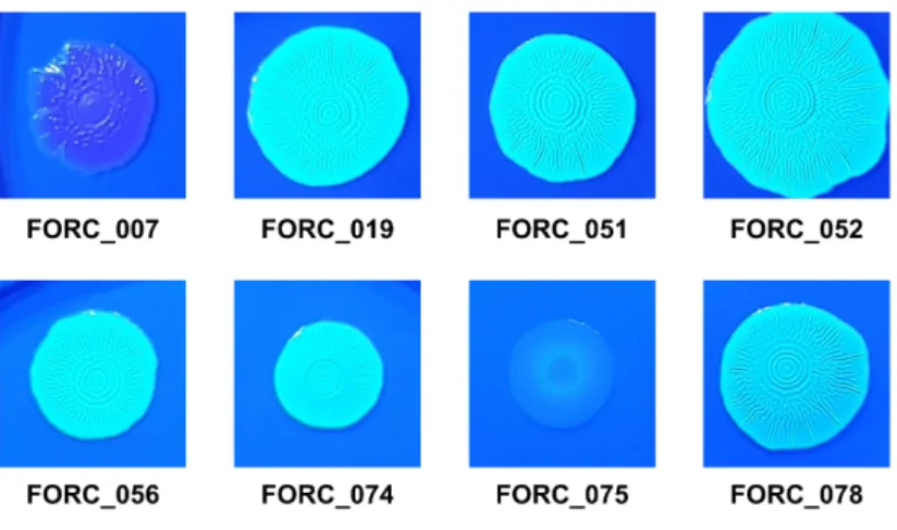 Figure  II-4.  Colony  morphologies  of  the  S.  Enteritidis  strains  on  CFW  agar  plates