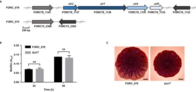 Figure II-5. Effects of the zirT mutation on biofilm formation and colony morphology. (A) The genomic region containing the zir operon was 