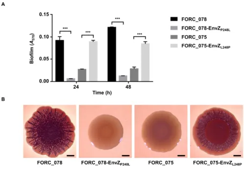 Figure  II-6.  SNP  in  envZ  responsible  for  the  distinct  biofilm  phenotypes.  (A)  Biofilms of the S