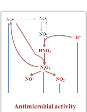 Figure 1. ARNS (Acid pH-mediated Reactive Nitrogen Species).  