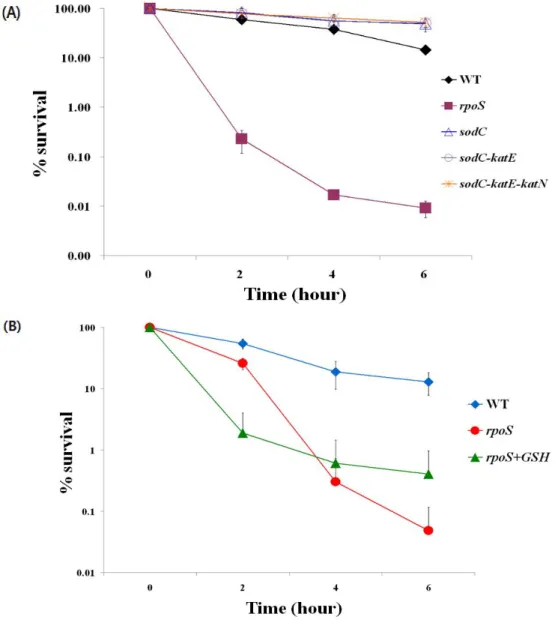 Figure 6. Effect of SodC, KatE, KatN and GSH for ACN survival. 