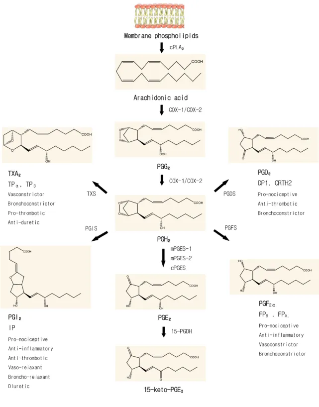 Fig. 1. Biosynthesis of prostaglandins 