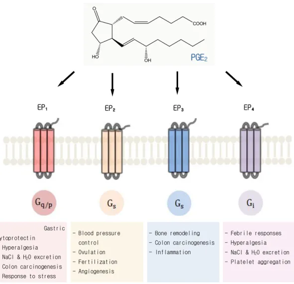 Fig. 2. Actions of PGE  with EP receptors.