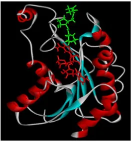 Fig. 3. A stereoview of 3D structure of 15-PGDH-NAD + -PGE 2  complex [30].