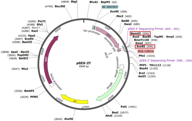 fig. 5. cDNA of 15-PGDH inserted into the pGEX-2T expression vector [54].
