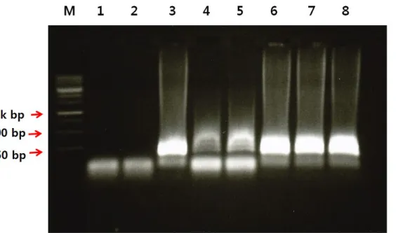 Figure  1.  The  prior  test  of  47  kDa  protein  gene  loop-mediated  isothermal  amplification  assay  using  #  25  primers  on  clinical  samples   