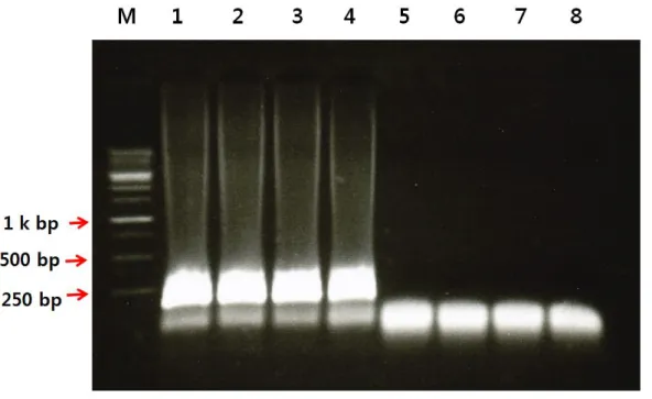 Figure 3. The sensitivity of the 47 kDa protein gene loop-mediated isothermal amplification assay performed using #25primers    Lane  M:  250bp  ladder,  Lane  1-8:  6ng/㎕,  3ng/㎕,  1.5  ng/㎕,  0.75ng/㎕,  0.375  ng/㎕,  0.1875  ng/㎕,  0.09375  ng/㎕,  0.0468