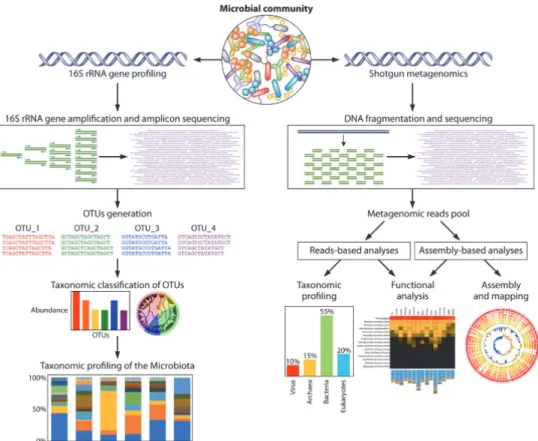 Figure 5. General overview of the bioinformatic pipelines for the 16S rRNA  gene microbial profiling and shotgun metagenomics
