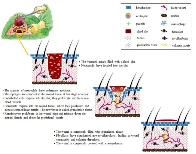 Figure 1. Schematic representation of complex step of wound repair.