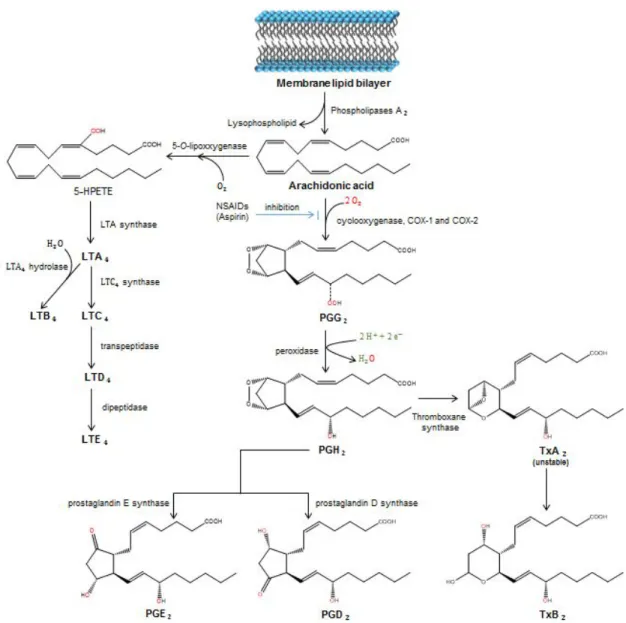 Figure 2. Overview of eicosanoid biosynthesis based on current knowledge from mammalian models.