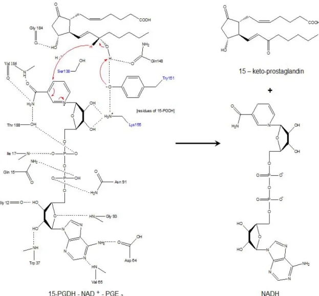 Figure 4. Schematic view of the interactions of NAD + and PGE 2 with 15-PGDH residues
