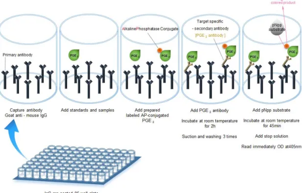 Figure 8. PGE 2 enzyme-linked immunosorbent assay procedure.