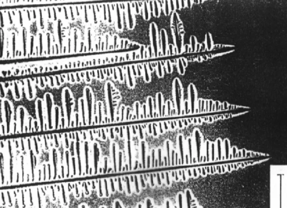 Fig. 4.28  Columnar dendrites in a transparent organic alloy.  11 (After K.A. Jackson in Solidification, American Society for Metals, 1971, p