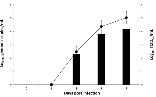 Figure 1. Replication kinetics of ASFV isolate in primary porcine kidney cells. RT- RT-PCR results (bar) were expressed as log 10  genomic copies/mL and CPE-based assay  results  (line)  were  expressed  as  log 10  TCID 50 /mL