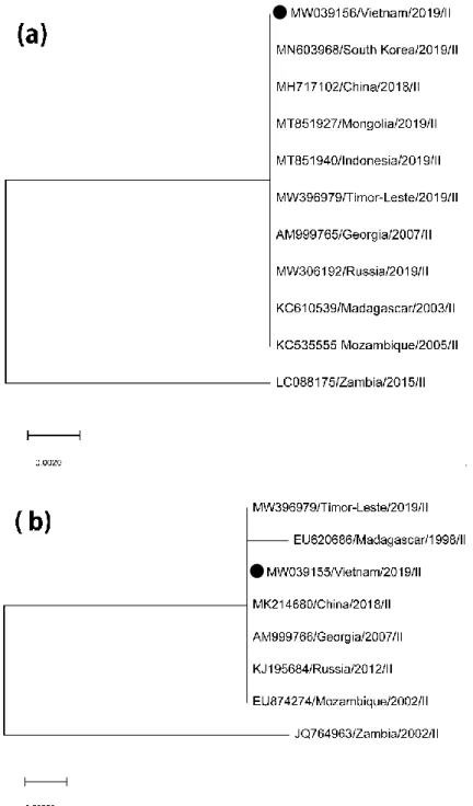 Figure 3. Phylogenetic analysis with neighbor-joining method of major structural  protein p54 (MW039156; a) and p30 (MW039155; b) partial sequence of a causative  virus strain (●) from an ASF outbreak in Vietnam, 2019