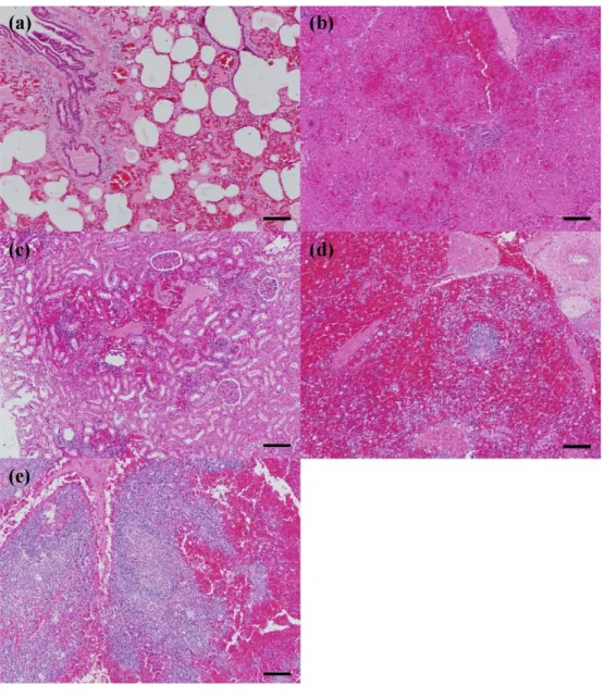 Figure  2.  Histopathology  in  pigs  naturally  infected  with ASF.  Interstitial  and  intra-alveolar  edema  and  hemorrhage  in  lung  (a),  Periportal  inflammatory  cell  infiltration, diffuse sinusoidal dilation and peribiliary edema in liver (b), M