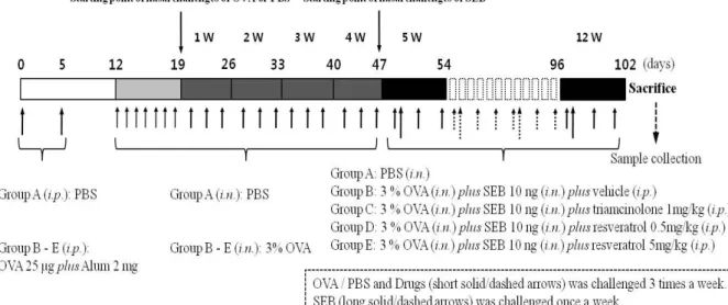 Figure 1. Protocols for the development of eosinophilic rhinosinusitis with  nasal  polyps  in  mice