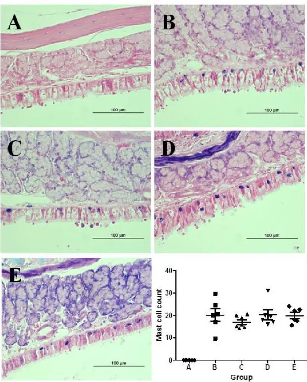 Figure 5. Comparison of the mast cell count between groups. The same  experiments were performed twice, and the representative data are  depicted