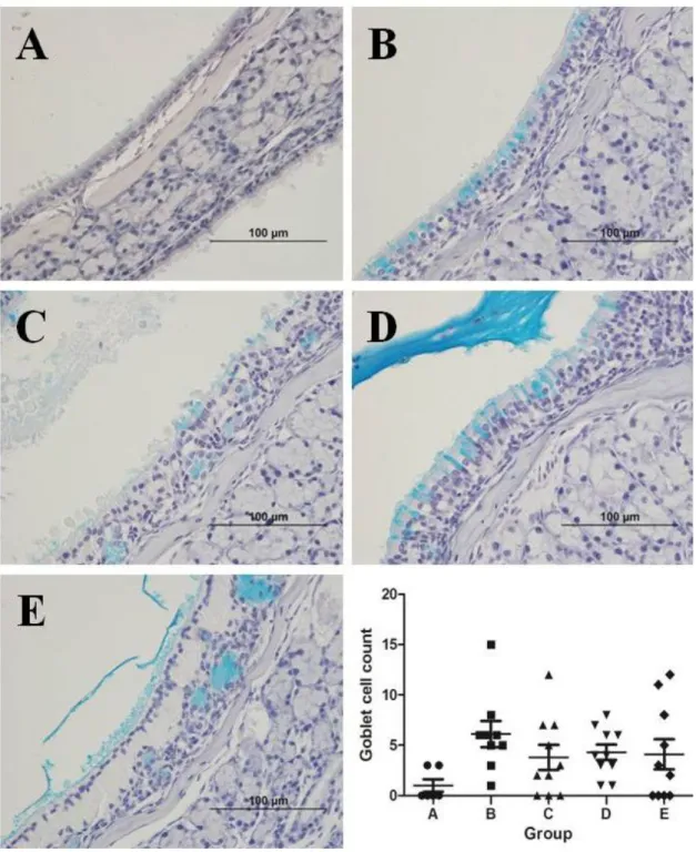 Figure  6.  Comparison  of  the  secretory  cell  count  between  groups.  The  same experiments were performed twice, and the representative data are  depicted