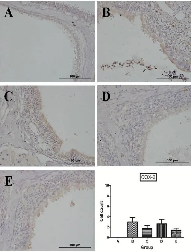 Figure  8.  Representative  microphotographs  of  immunohistochemistry  and quantitative analysis of positive cells for cyclooxygenase-2