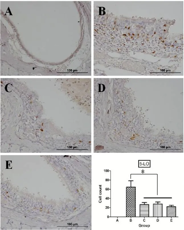 Figure  9.  Representative  microphotographs  of  immunohistochemistry  and quantitative analysis of positive cells for 5-lipooxygenase