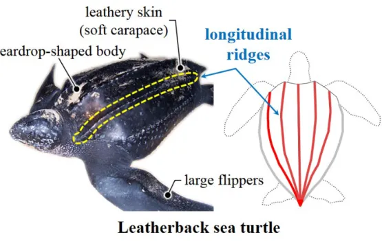 Figure 1.1. Morphological characteristics and longitudinal dorsal ridges of a leatherback sea turtle.