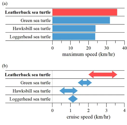 Figure 1.3. (a) Maximum swimming speed of sea turtles (b) Cruise swimming speed variations of sea turtles.