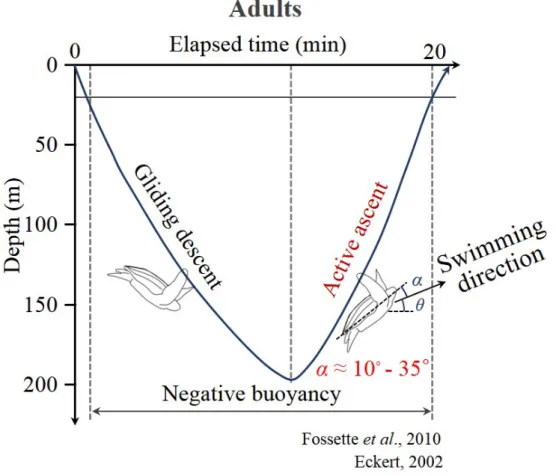 Figure 1.6. Schematic diagram of diving patterns of adult leatherback turtles (Fossette et al., 2010).