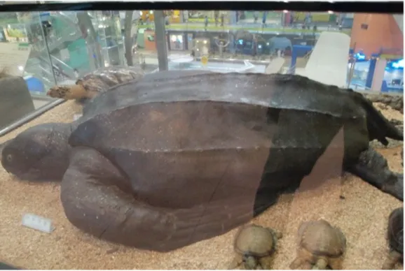 Figure 2.1. A stuffed leatherback turtle in National science museum, Daejeon, Korea which is used for three-dimensional surface measurement.