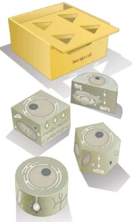 Figure 1.1. Individual cells present cell-to-cell variabilities in MAPK  and  mTOR  system