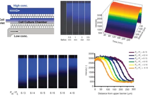 Figure 1.2. Microfluidic device for studying chemotaxis in yeast. The  device is able to generate robust gradient