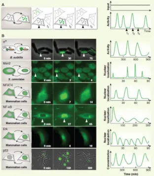 Figure 1.3. Time-lapse microscopy techniques provides a direct view  of  circuit  dynamics  in  individual  living  cells